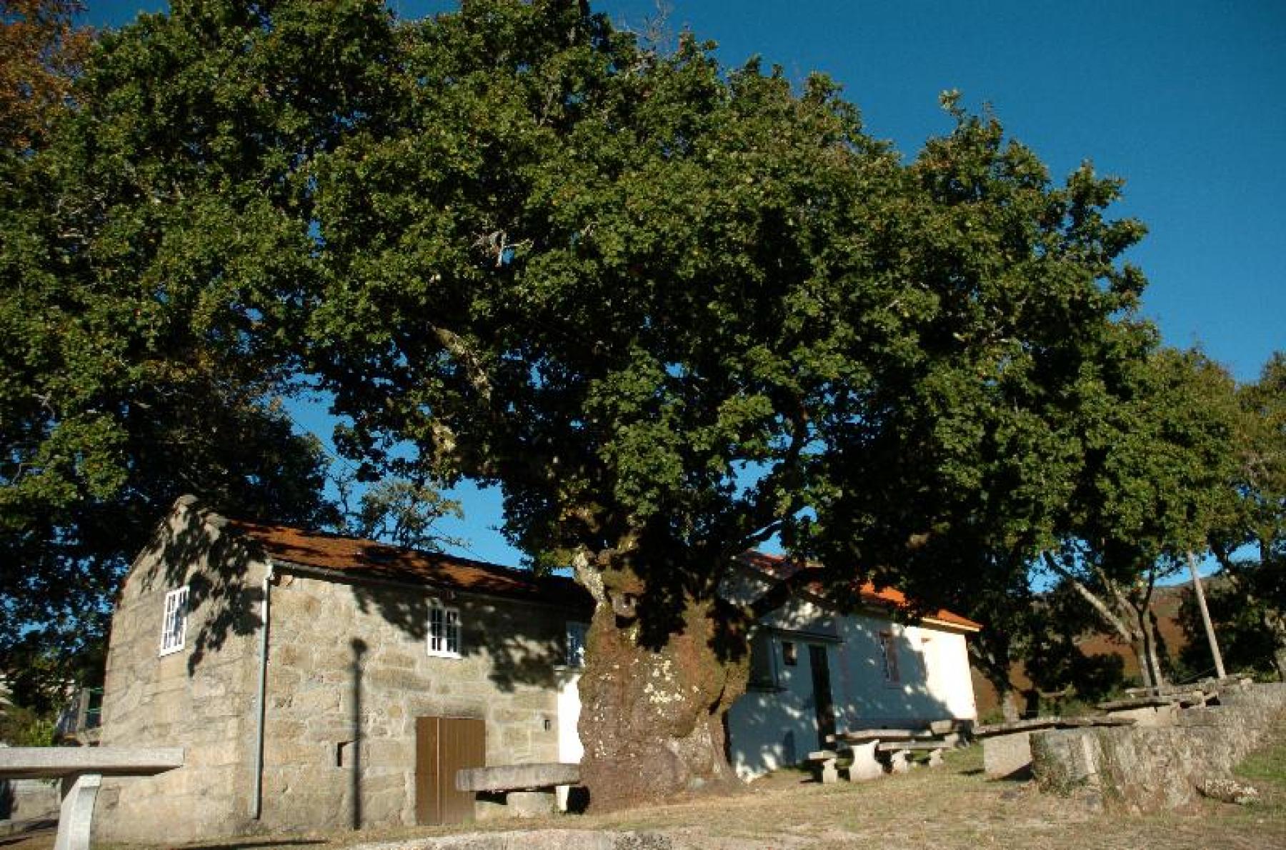Fiesta del Vino en el Pelete Covelo