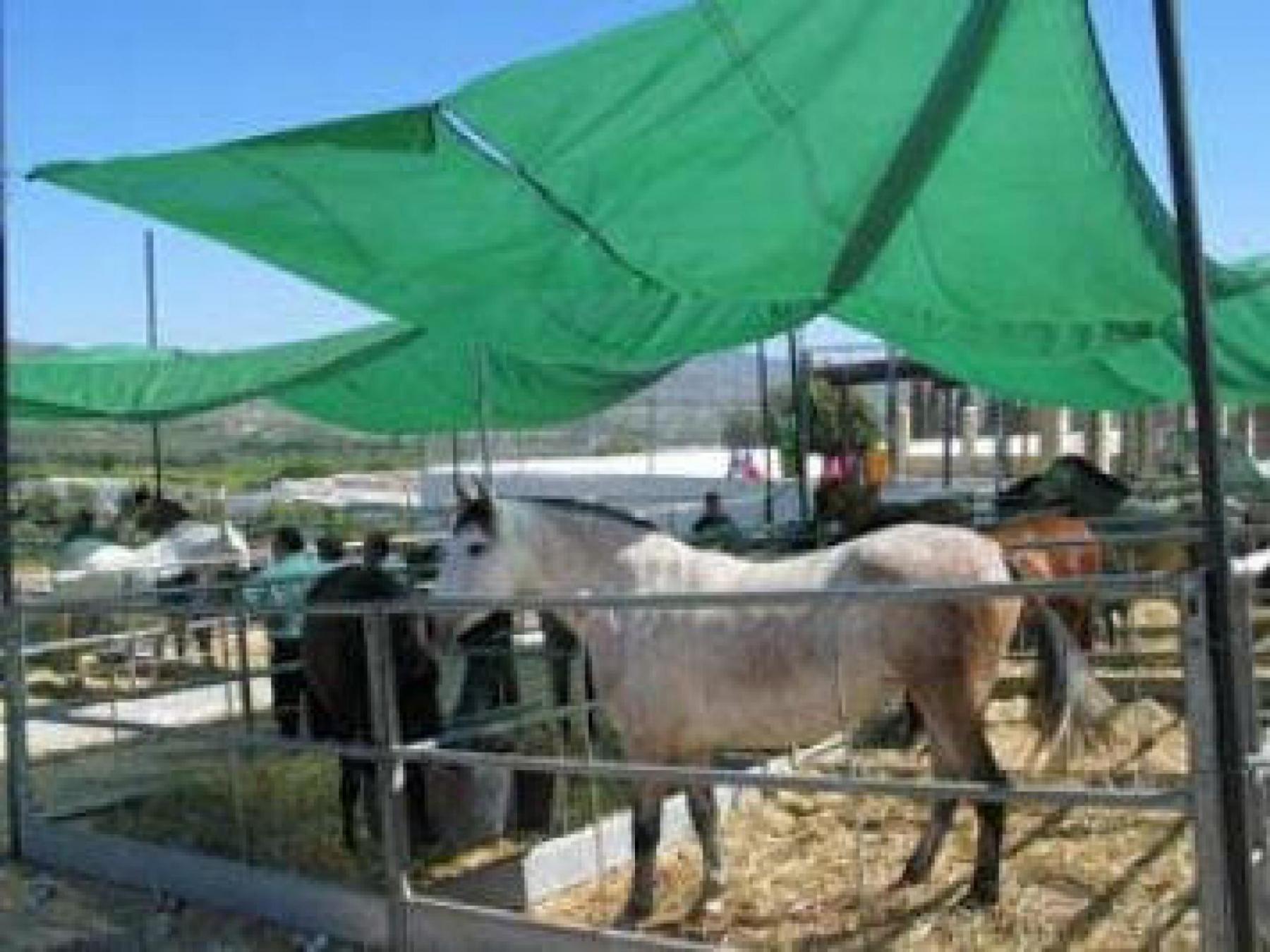 Feria del Ganado